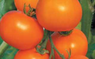 Томат Хурма