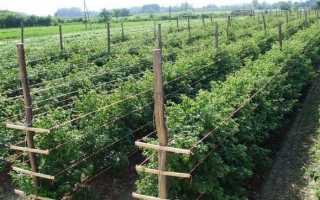 Как правильно сажать малину в открытый грунт