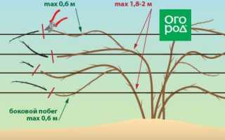 Обрезка ежевики осенью для начинающих