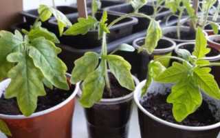 Желтеют листья у рассады томатов