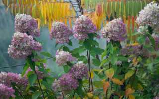 Посадка гортензии осенью в открытый грунт в 2025 году