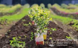 Посадка малины осенью в открытый грунт