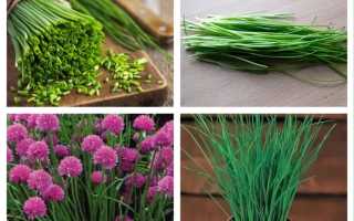 Как посадить зеленый лук дома на подоконнике: 7 способов