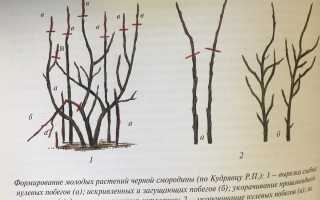 Обрезка смородины осенью для начинающих