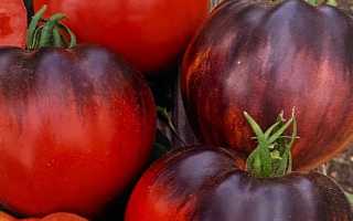 Томат Сержант Пеппер