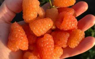 Малина Оранжевое чудо