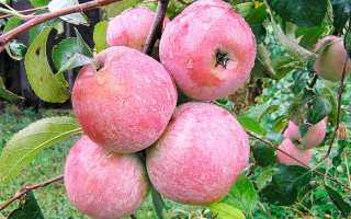 Яблоня Уэлси