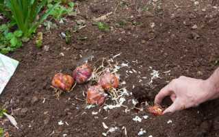 Посадка лилий осенью в открытый грунт