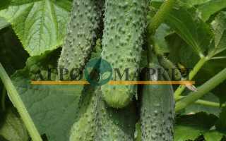 Огурец Кураж