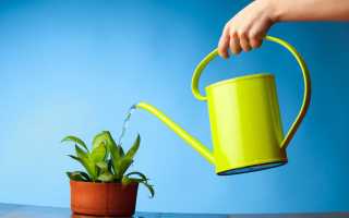 Незваных гостей за дверь: как вылечить комнатные растения от мошек