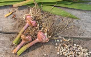 Когда выкапывать гладиолусы осенью в 2025 году