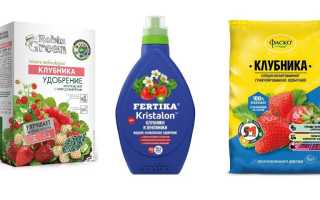 Чем подкормить клубнику осенью