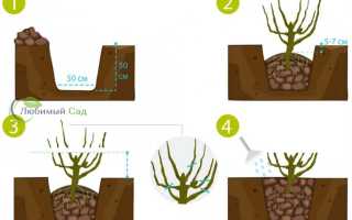 Как сажать жимолость в открытый грунт