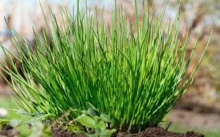 Шнитт-лук: выращивание из семян на подоконнике