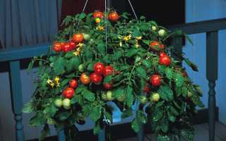 Как очистить помидоры от кожуры кипятком, в микроволновке, бланшированием: 5 быстрых и легких способов