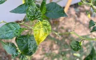 Болезни рассады