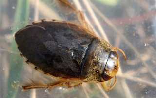 Клопы в квартире и доме: как избавиться самостоятельно раз и навсегда эффективными средствами