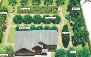 Посадка плодовых деревьев на участке