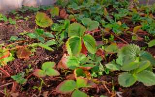 Уход за клубникой весной в открытом грунте для начинающих