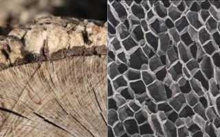 Пробковый пол на кухне: плюсы и минусы, фото и отзывы