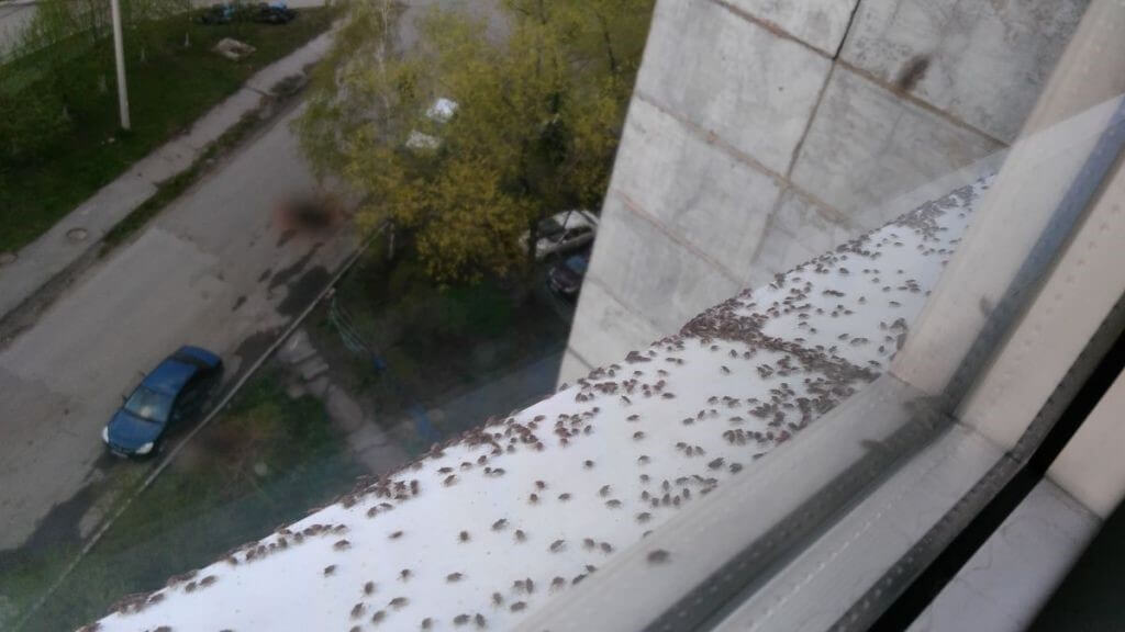 Клопы в квартире и доме: как избавиться самостоятельно раз и навсегда эффективными средствами