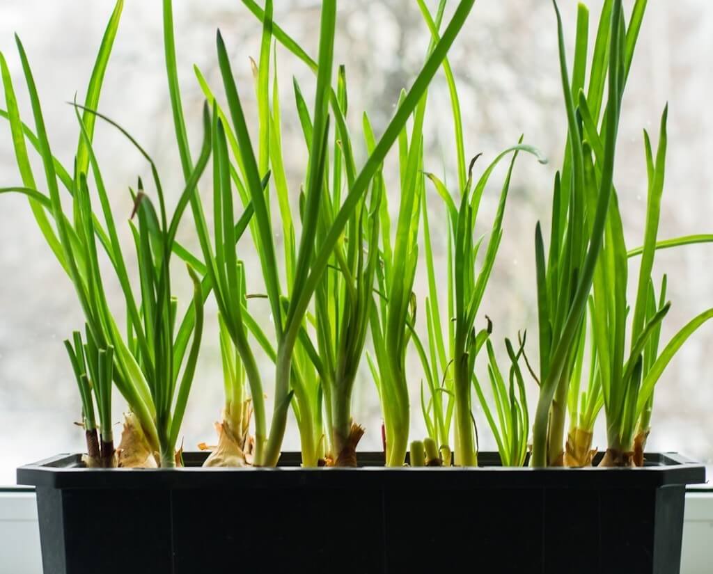 Как посадить зеленый лук дома на подоконнике: 7 способов