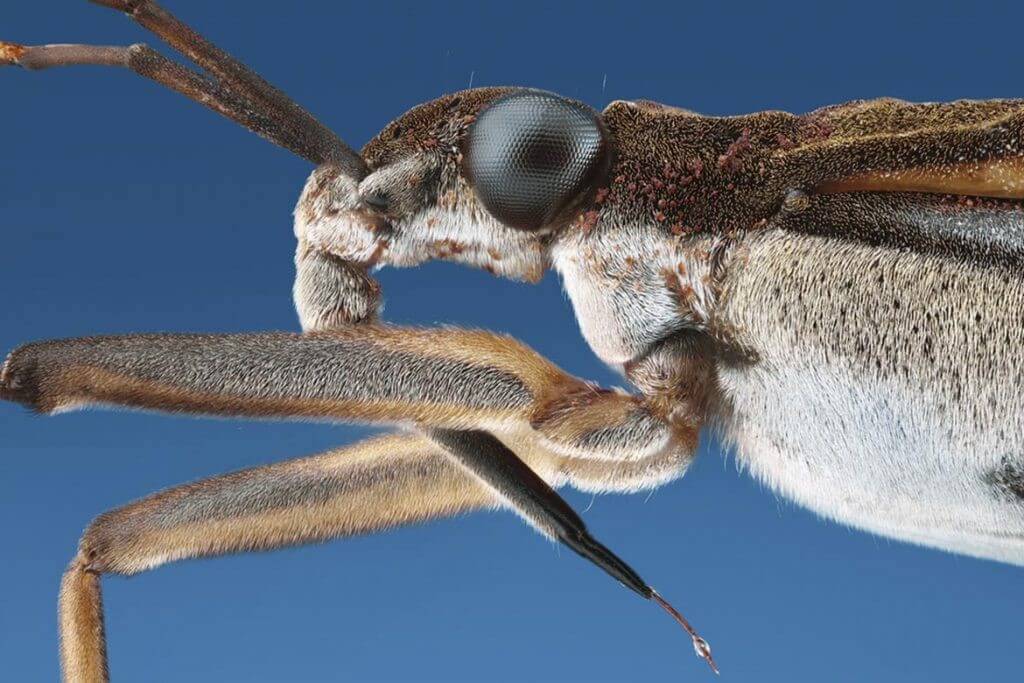 Клопы в квартире и доме: как избавиться самостоятельно раз и навсегда эффективными средствами