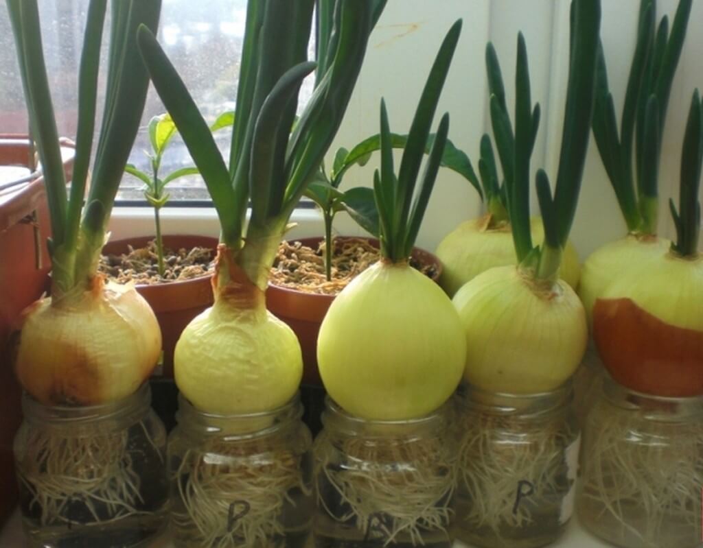 Как посадить зеленый лук дома на подоконнике: 7 способов