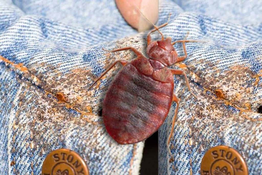 Клопы в квартире и доме: как избавиться самостоятельно раз и навсегда эффективными средствами