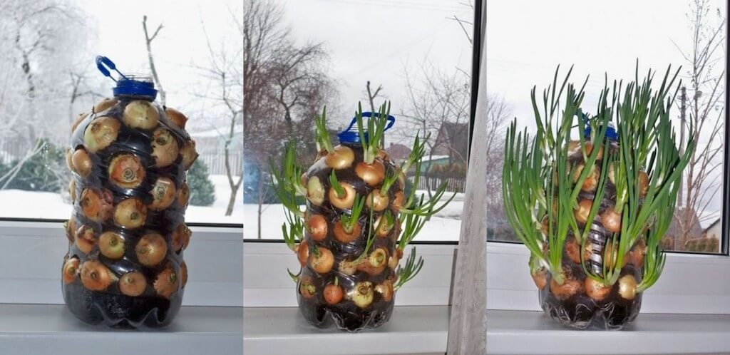 Как посадить зеленый лук дома на подоконнике: 7 способов