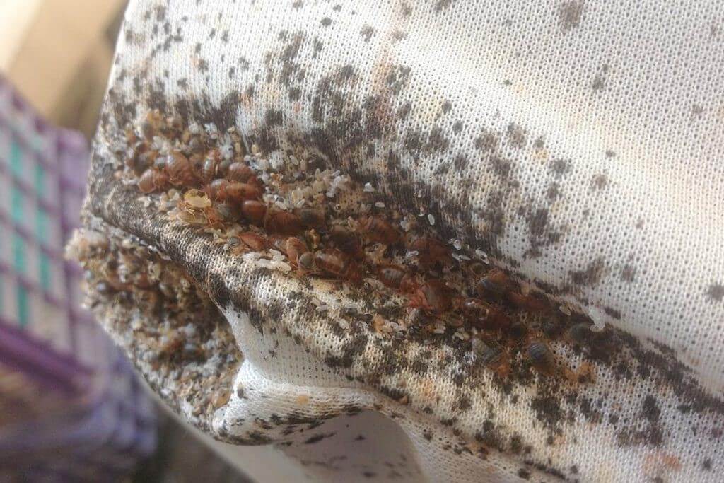 Клопы в квартире и доме: как избавиться самостоятельно раз и навсегда эффективными средствами