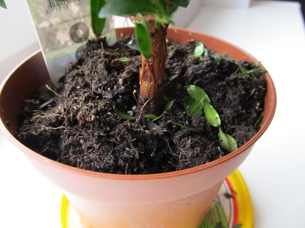 Незваных гостей за дверь: как вылечить комнатные растения от мошек