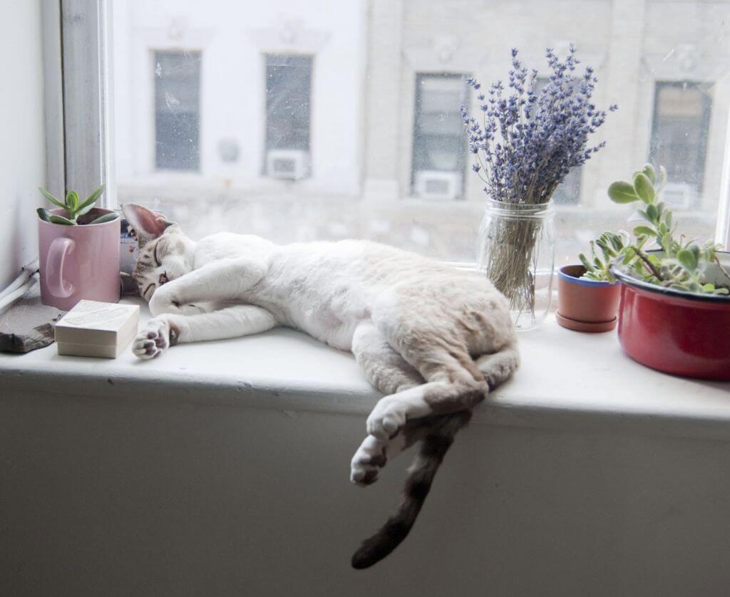 Как украсить, и что поставить на подоконник в кухне и других комнатах: 30 идей