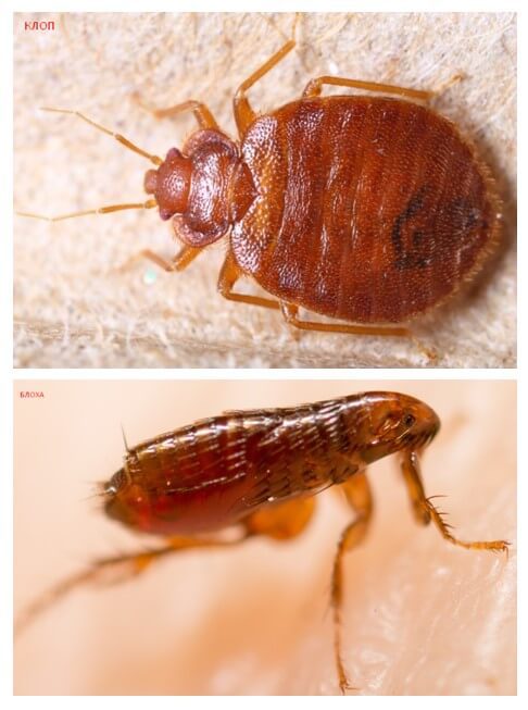Клопы в квартире и доме: как избавиться самостоятельно раз и навсегда эффективными средствами