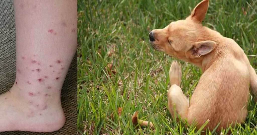 Клопы в квартире и доме: как избавиться самостоятельно раз и навсегда эффективными средствами