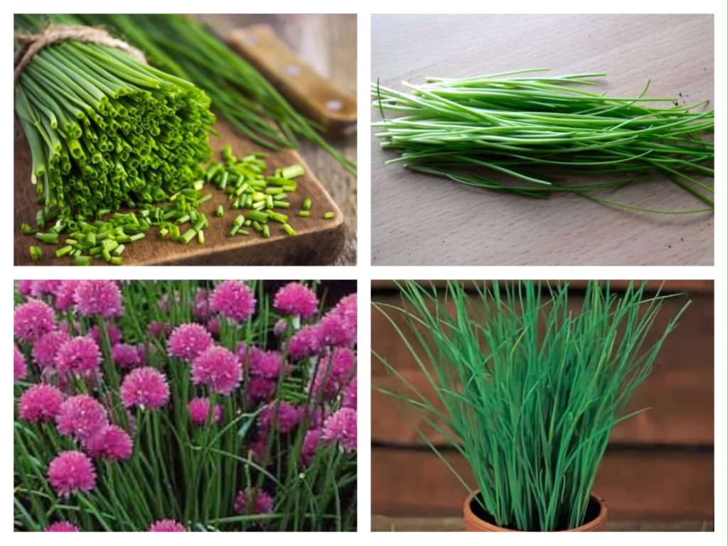 Как посадить зеленый лук дома на подоконнике: 7 способов