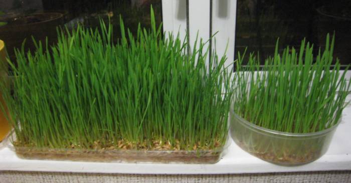 Как посадить зеленый лук дома на подоконнике: 7 способов