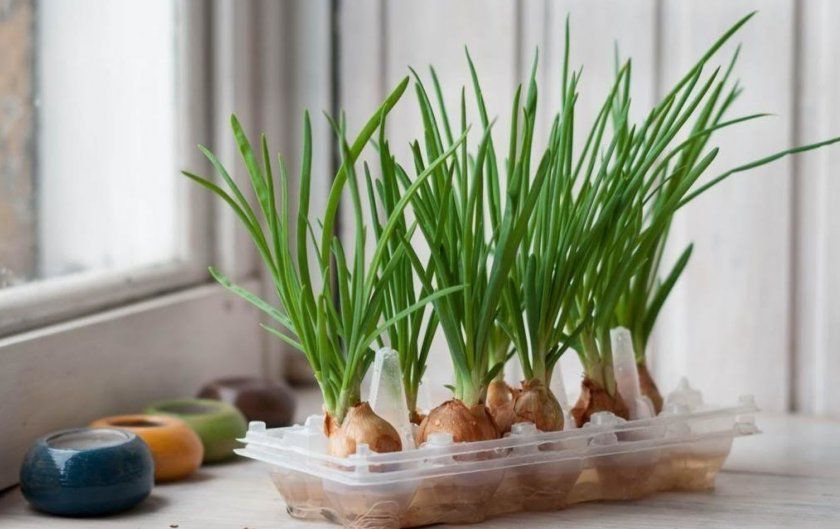 Как посадить зеленый лук дома на подоконнике: 7 способов