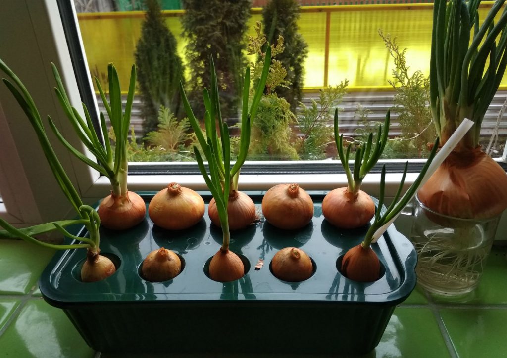 Как посадить зеленый лук дома на подоконнике: 7 способов