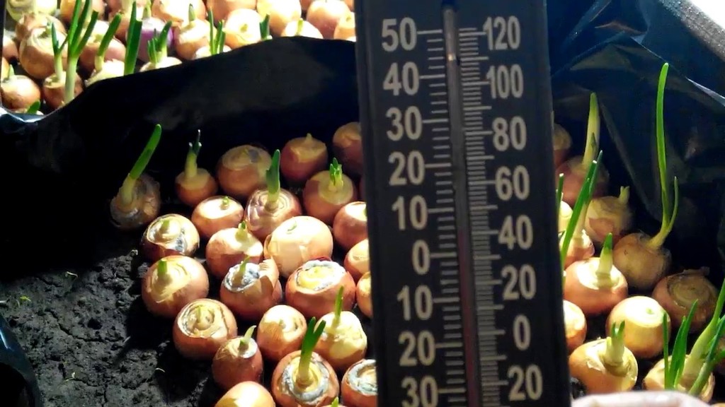 Как посадить зеленый лук дома на подоконнике: 7 способов