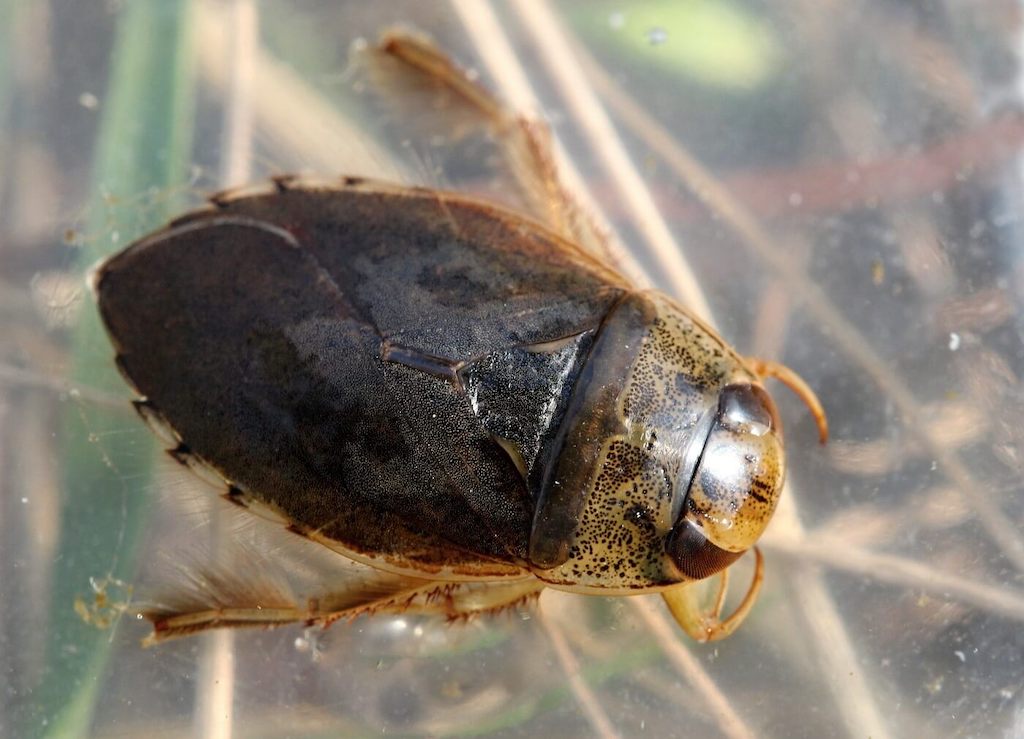 Клопы в квартире и доме: как избавиться самостоятельно раз и навсегда эффективными средствами