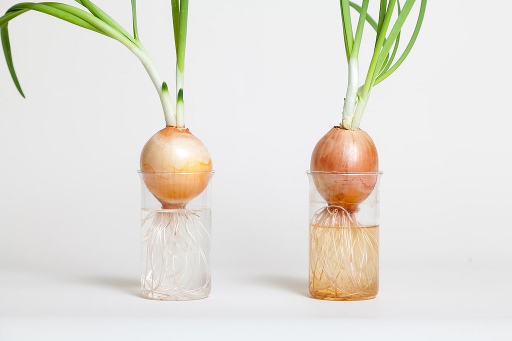 Как посадить зеленый лук дома на подоконнике: 7 способов