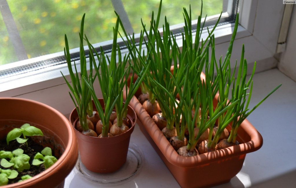 Как посадить зеленый лук дома на подоконнике: 7 способов