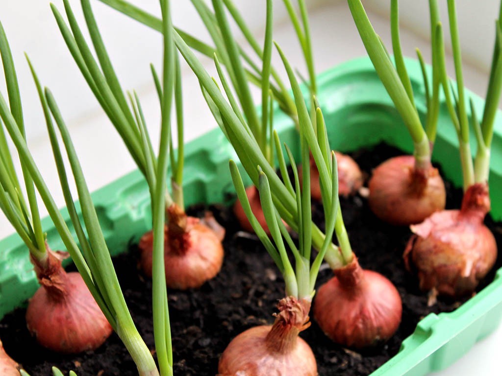 Как посадить зеленый лук дома на подоконнике: 7 способов