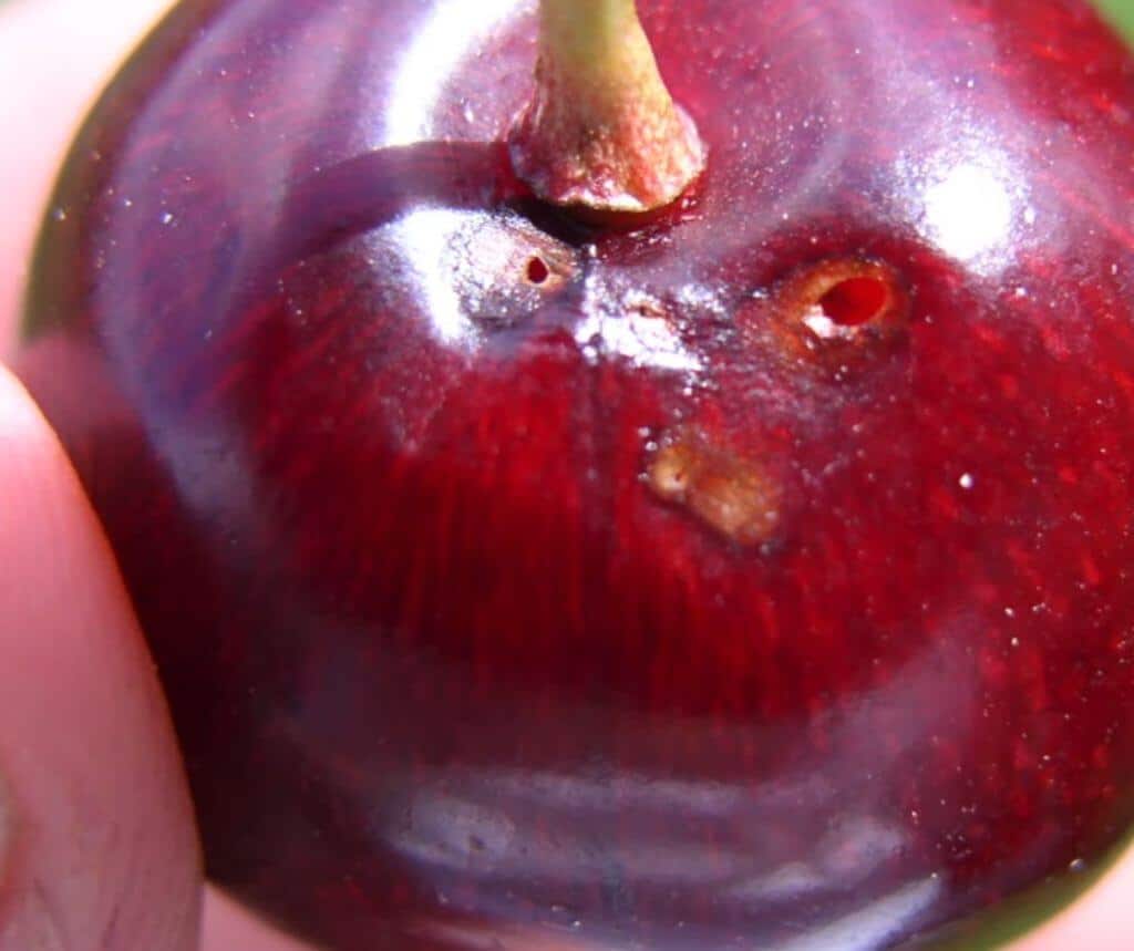 Как правильно мыть черешню от червяков перед едой с рынка