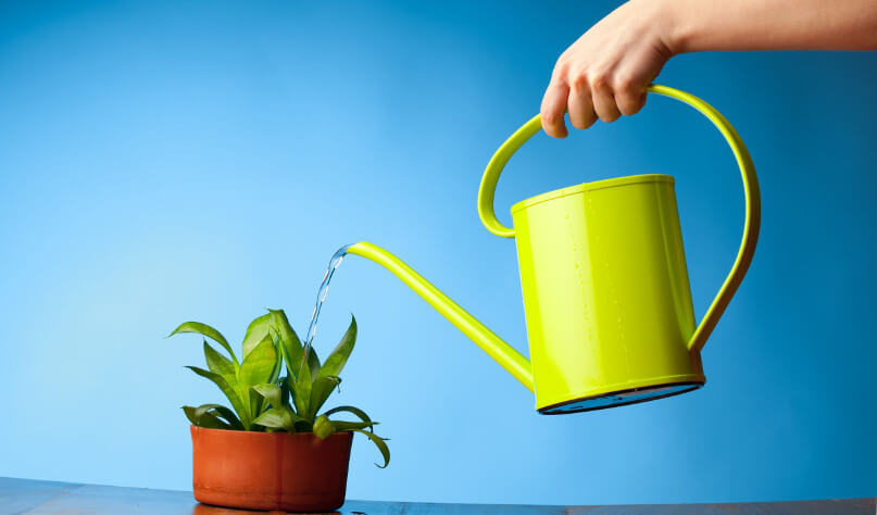 Незваных гостей за дверь: как вылечить комнатные растения от мошек