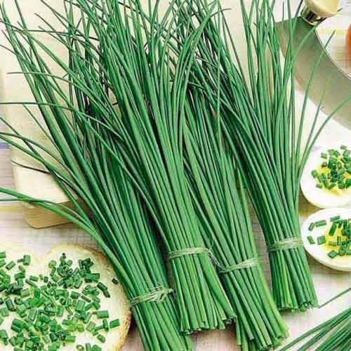 Шнитт-лук: выращивание из семян на подоконнике