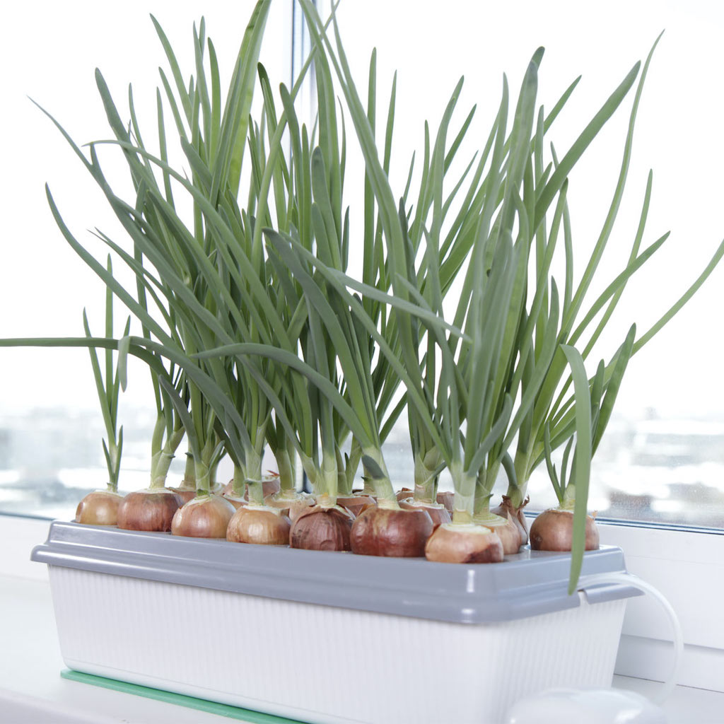 Как посадить зеленый лук дома на подоконнике: 7 способов