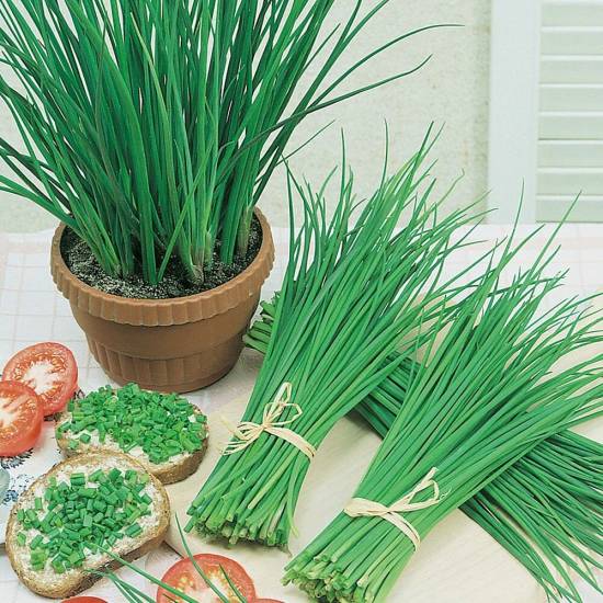 Как посадить зеленый лук дома на подоконнике: 7 способов