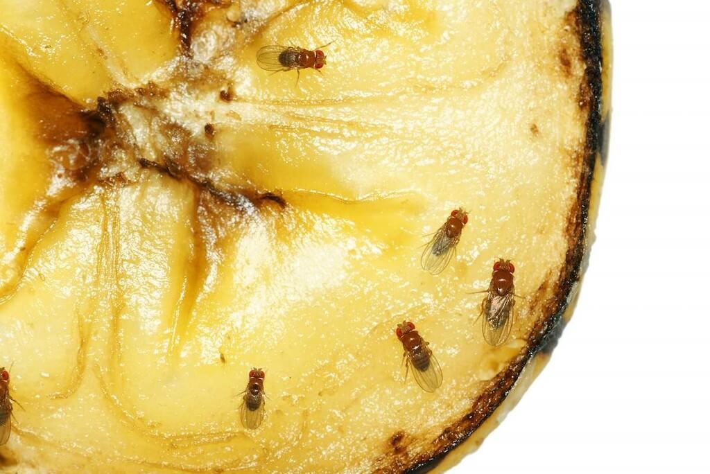 Откуда берутся мошки в квартире и как быстро избавиться от наглых гостей?